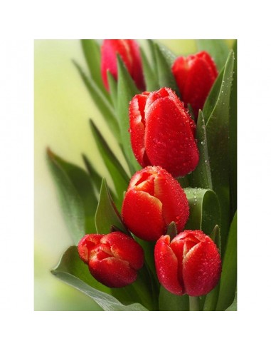 Superbes Tulipes Rouge en ligne des produits 