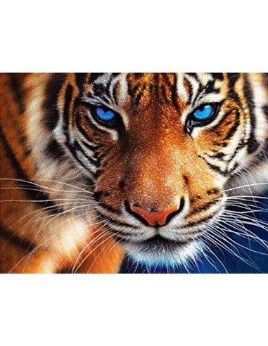 Tigre avec un Regard Perçant destockage